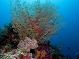 Tubbataha reef - coral