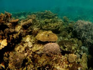 Corals at Coral Bay, Western Australia