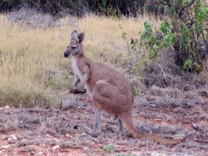 Kangaroo, Cape Range National Park, WA