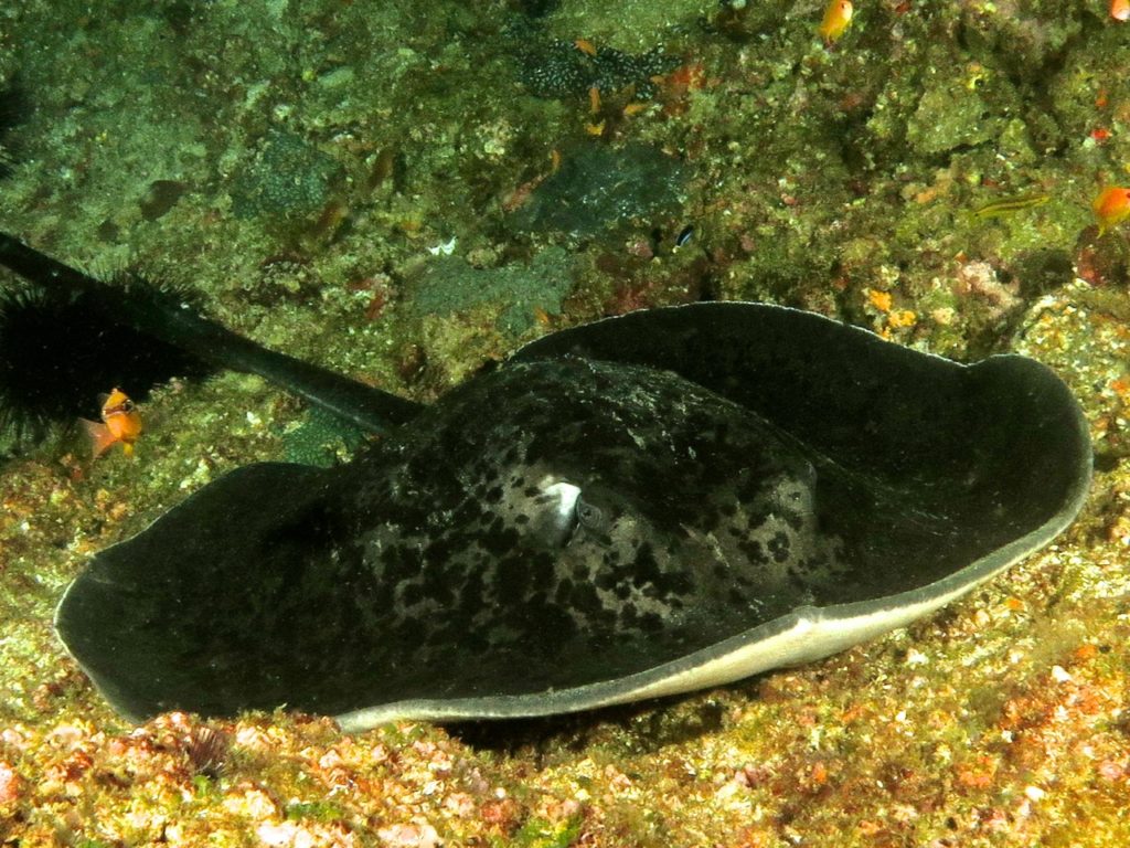 Round ribbontail ray, Tofo beach, Mozambique
