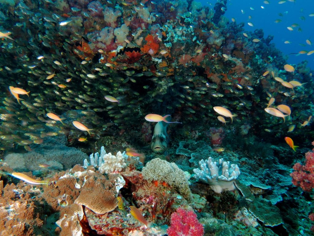 Coral reef, Ponta do Ouro, Mozambique