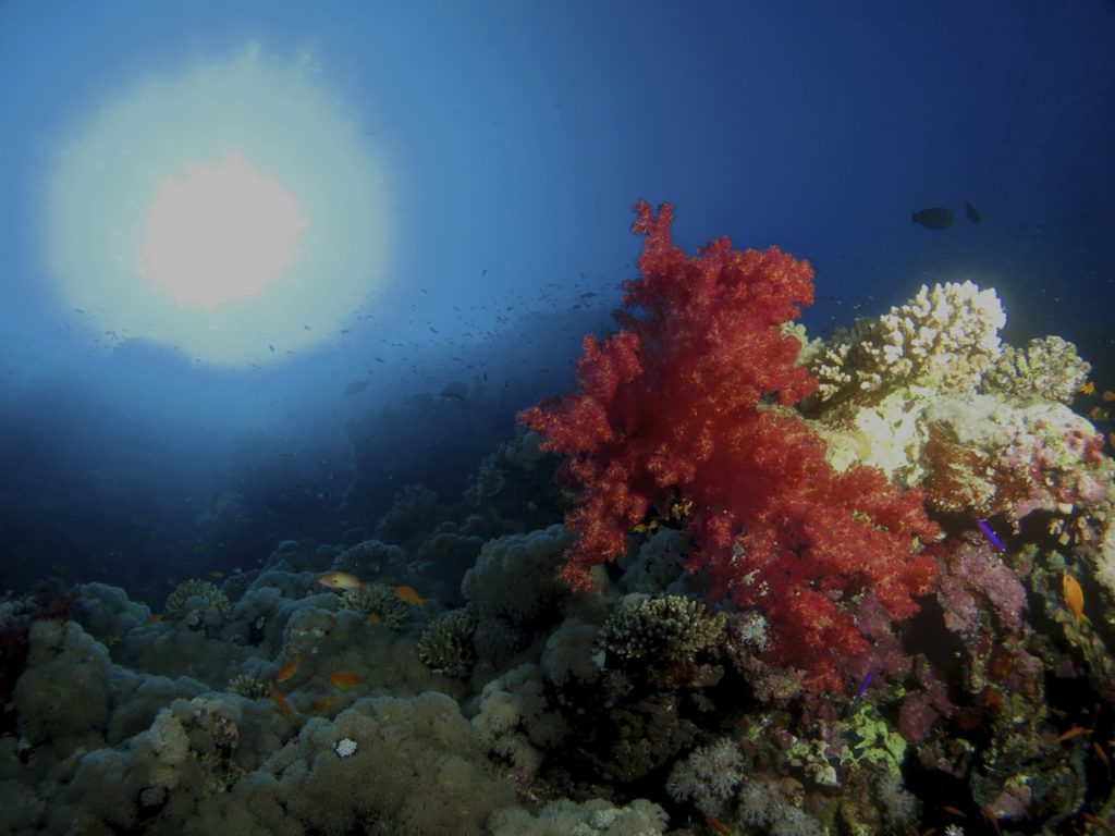 Corals, Red Sea, Egypt