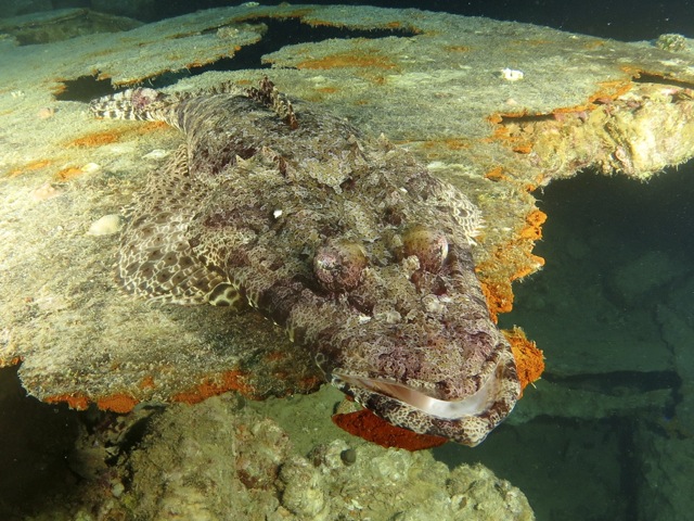 Crocodile fish on a wreck, Red Sea, Egypt