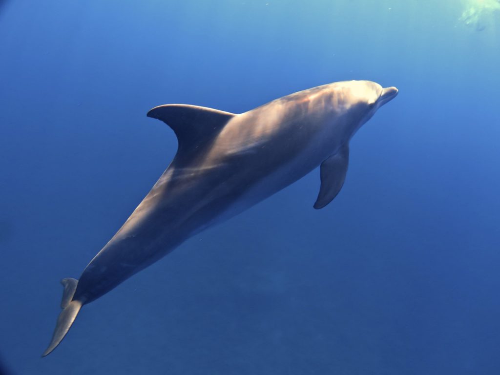 Dolphin, Red Sea, Egypt