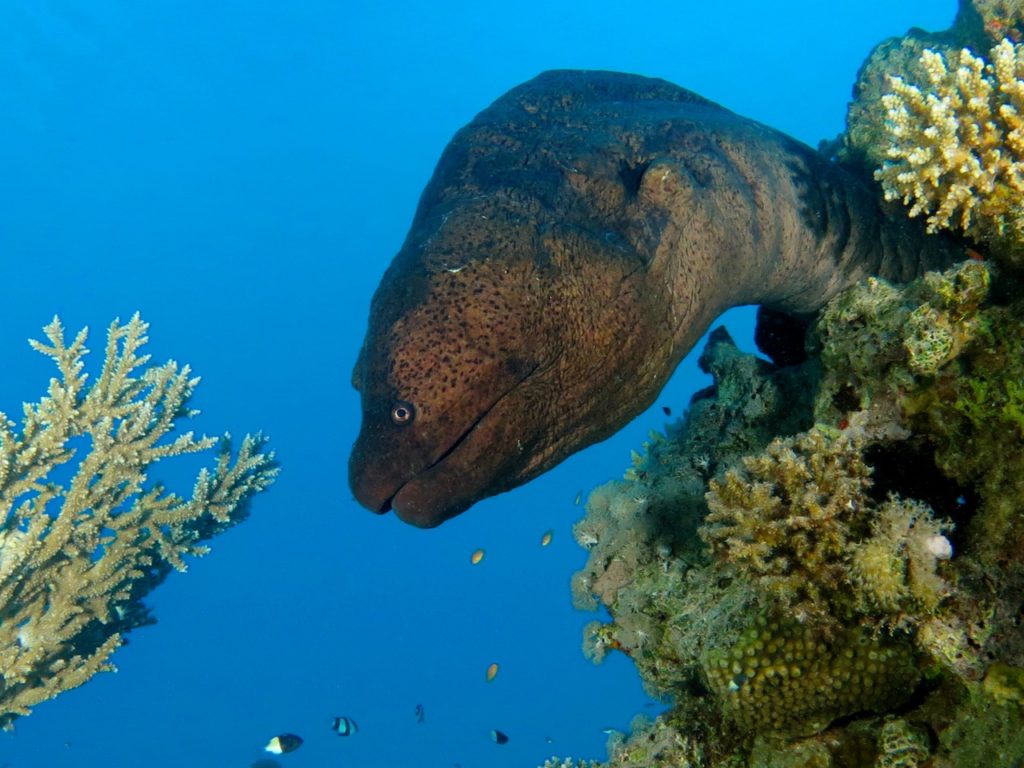Moray eel, Red Sea, Egypt