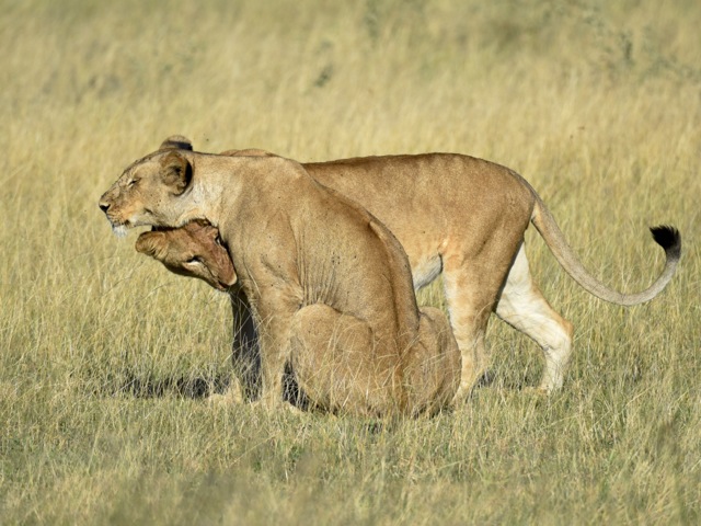 Lions in Serengeti, Tanzania