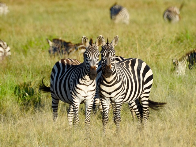 Zebras in Serengeti, Tanzania