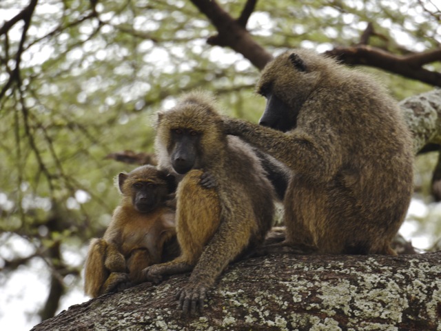 Baboons in Tarangire, Tanzania