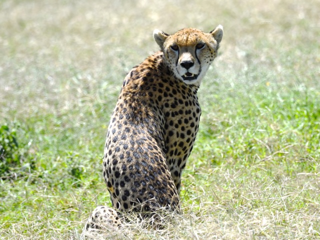 Chita near Serengeti national park, Tanzania
