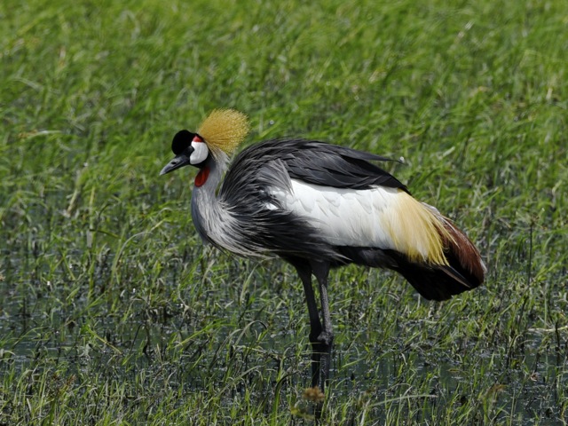 Grey crowned crane in Ngorongoro crater, Tanzania