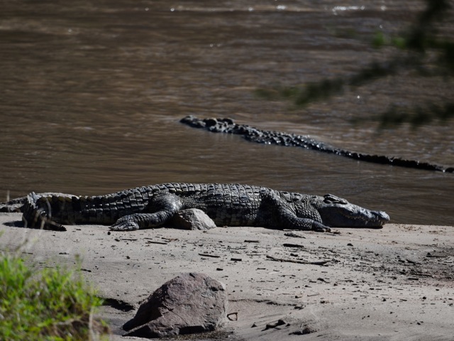 Crocodiles in Serengeti, Tanzania