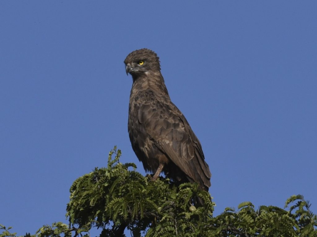 Brown snake eagle in Lake Manyara, Tanzania