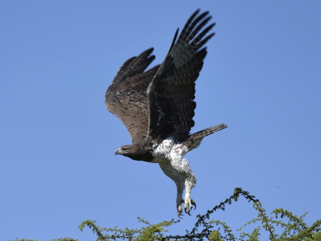Martial eagle, Serengeti, Tanzania