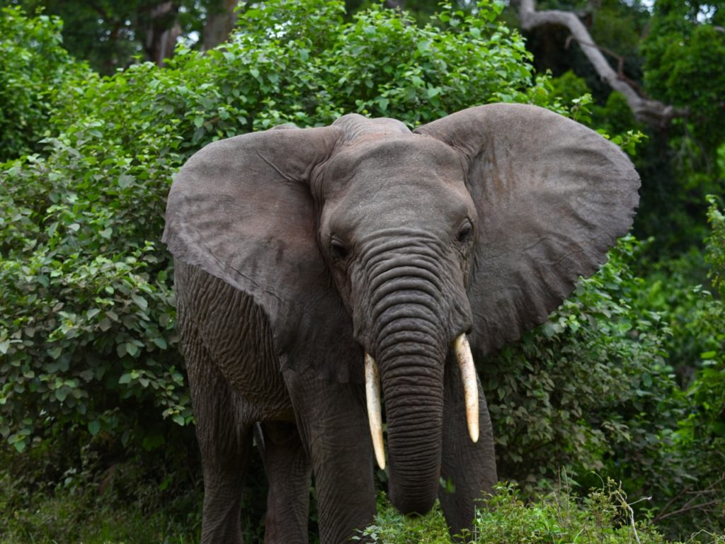 Elephant in Lake Manyara national park, Tanzania