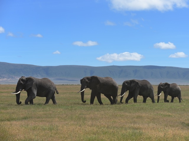 Elephants in Ngorongoro crater, Tanzania