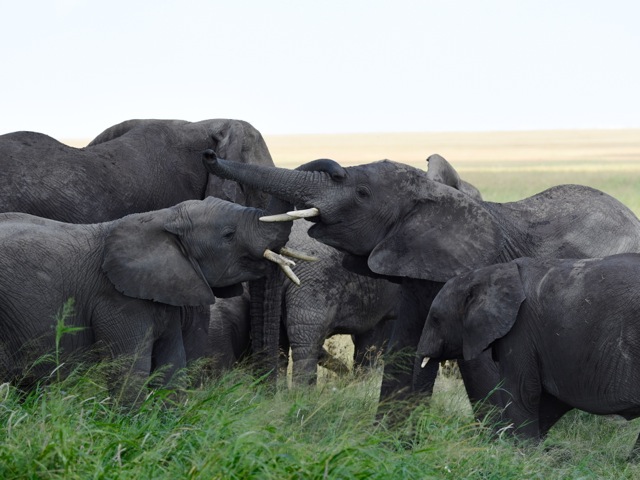 Elefants in Serengeti, Tanzania