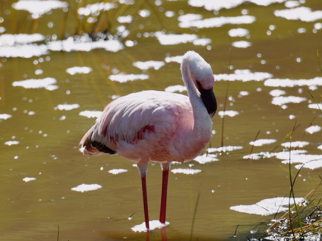 Flamingo in Lake Manyara, Tanzania