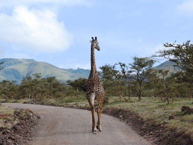 Giraffe on the road from Serengeti to Ngorongoro, Tanzania