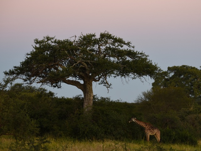 Giraffe in Serengeti west at sunset, Tanzania