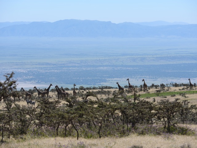 View  to Serengeti planes and giraffes descending from Ngorongoro, Tanzania