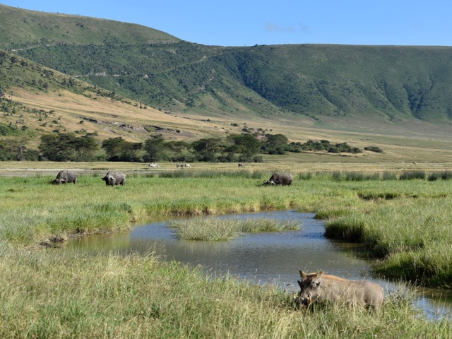 Waterhog and buffalos in Ngorongoro crater, Tanzania