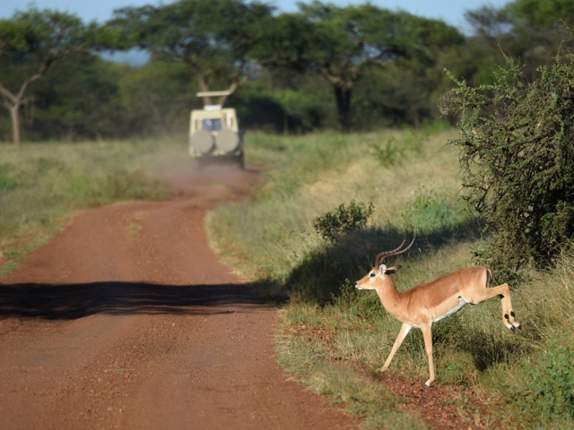 Driving through Serengeti, Tanzania