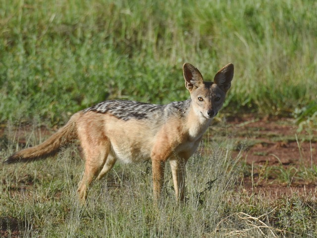 Black backed jackal in Serengeti, Tanzania