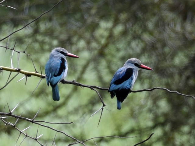Kingfishers in Ngorongoro crater, Tanzania