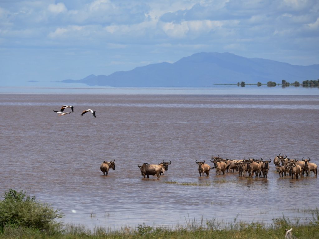 Buffalos in Lake Manyara, Tanzania