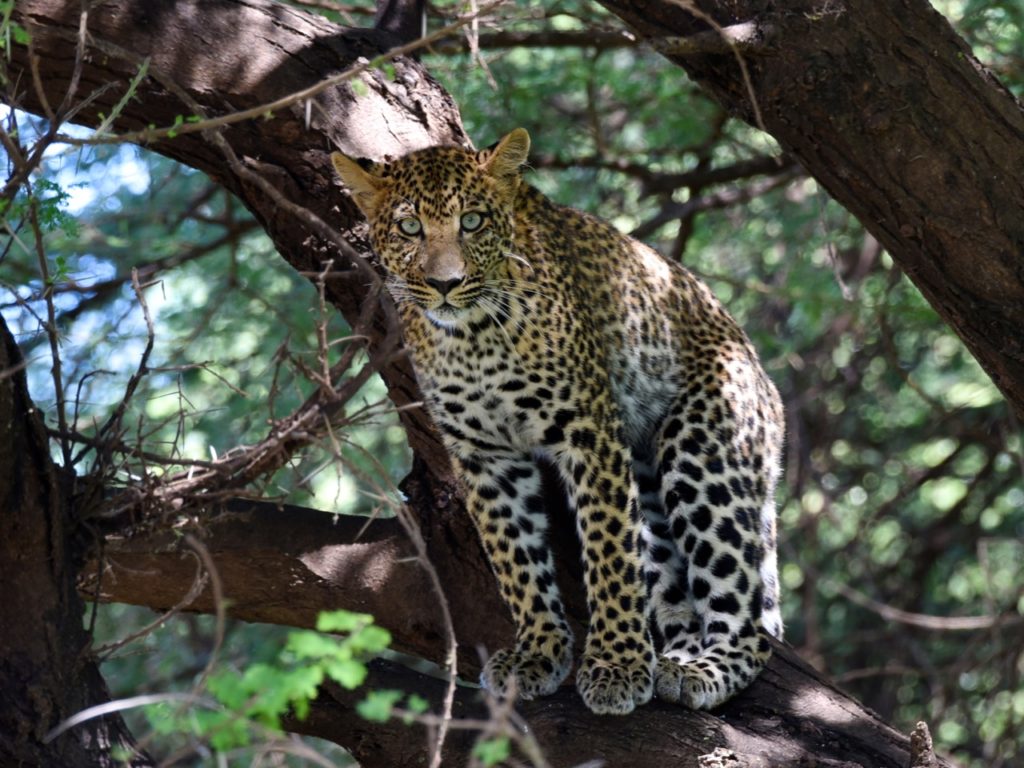 Leopard, Lake Manyara, Tanzania