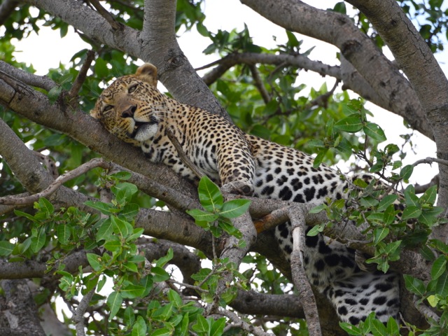 Leopard in Serengeti, Tanzania
