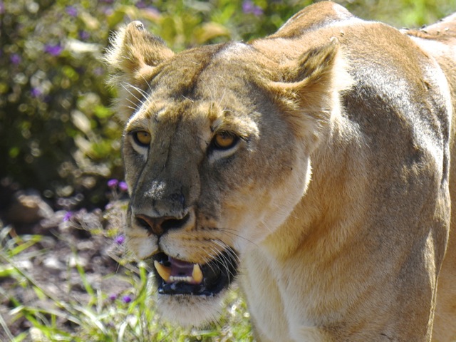 Lion in Ngorongoro crater, Tanzania