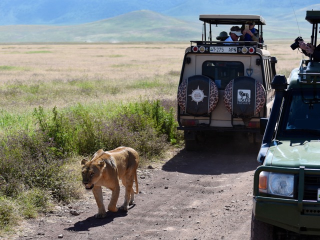 Lion walking past tourist vehicles in Ngorongoro crater, Tanzania