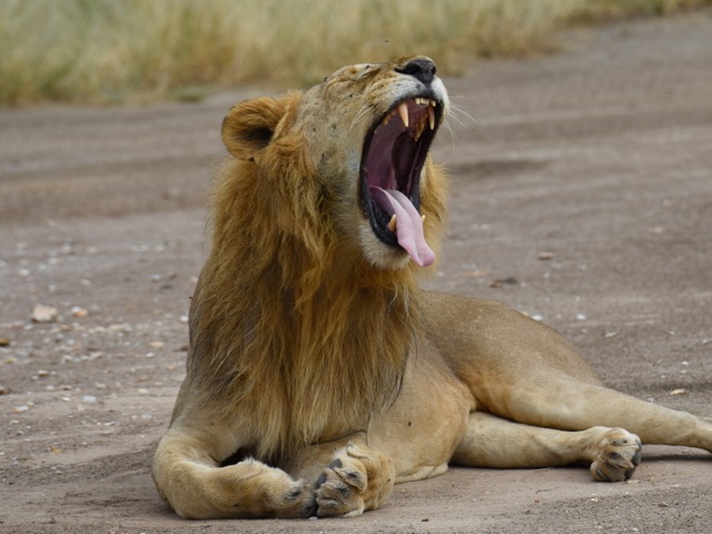 Lion yawning in Tarangire, Tanzania
