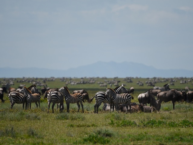 Migrating herds of zebra and wildebeest on Serengeti planes, Tanzania