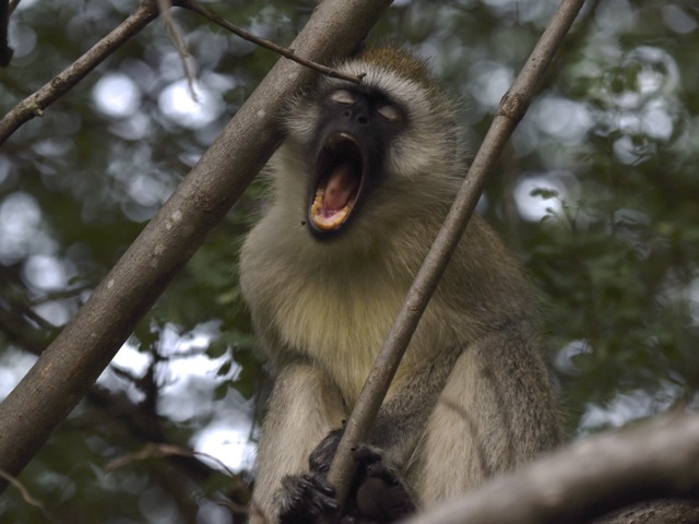 Monkey near the lodge, Serengeti, Tanzania
