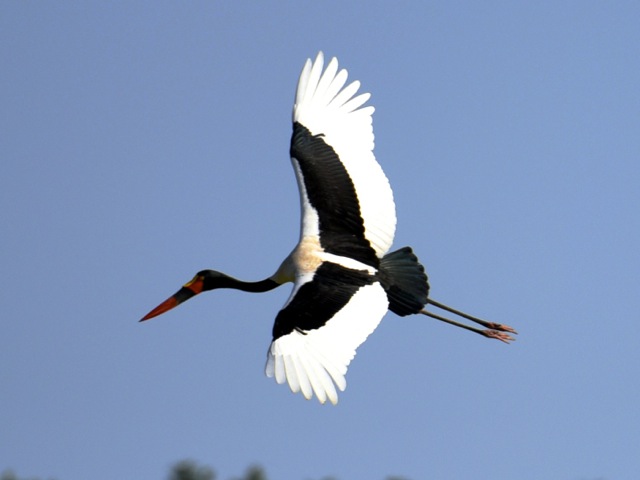 Saddled-billed stork, Serengeti, Tanzania