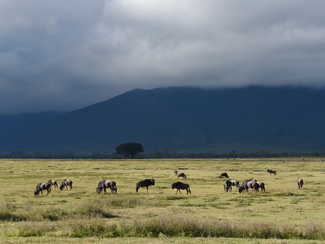 Wildebeest herd, Ngorongoro crater, Tanzania