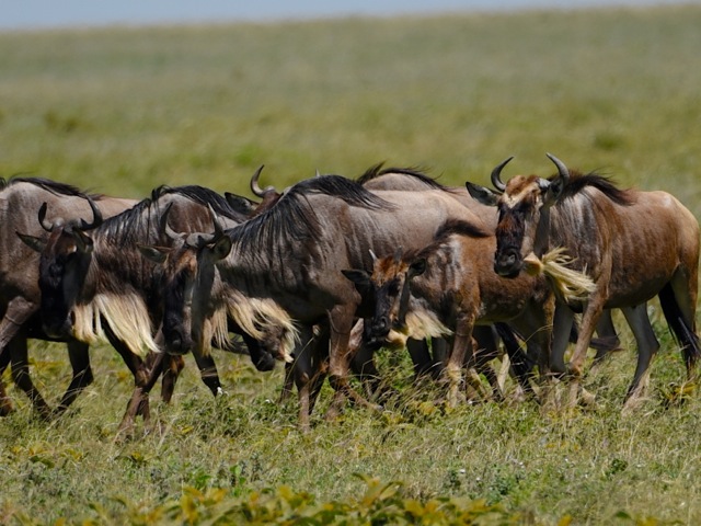 Wildebeest in Serengeti, Tanzania