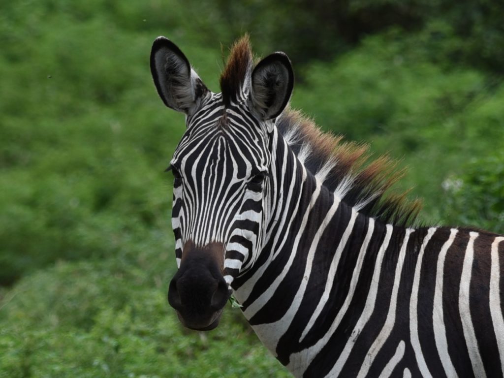 Zebra in Lake Manyara national park, Tanzania