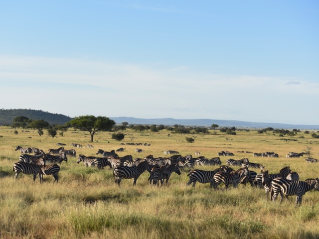 Herd of zebras in Serengeti, Tanzania