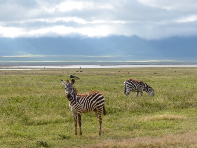 Zebra in Ngorongoro crater, Tanzania