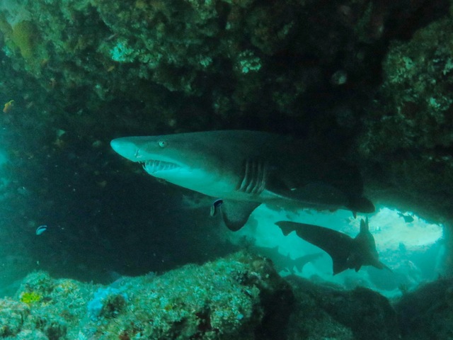 Ragged tooth shark, aka sand tiger shark or grey nurse shark, Aliwal Shoal, South Africa
