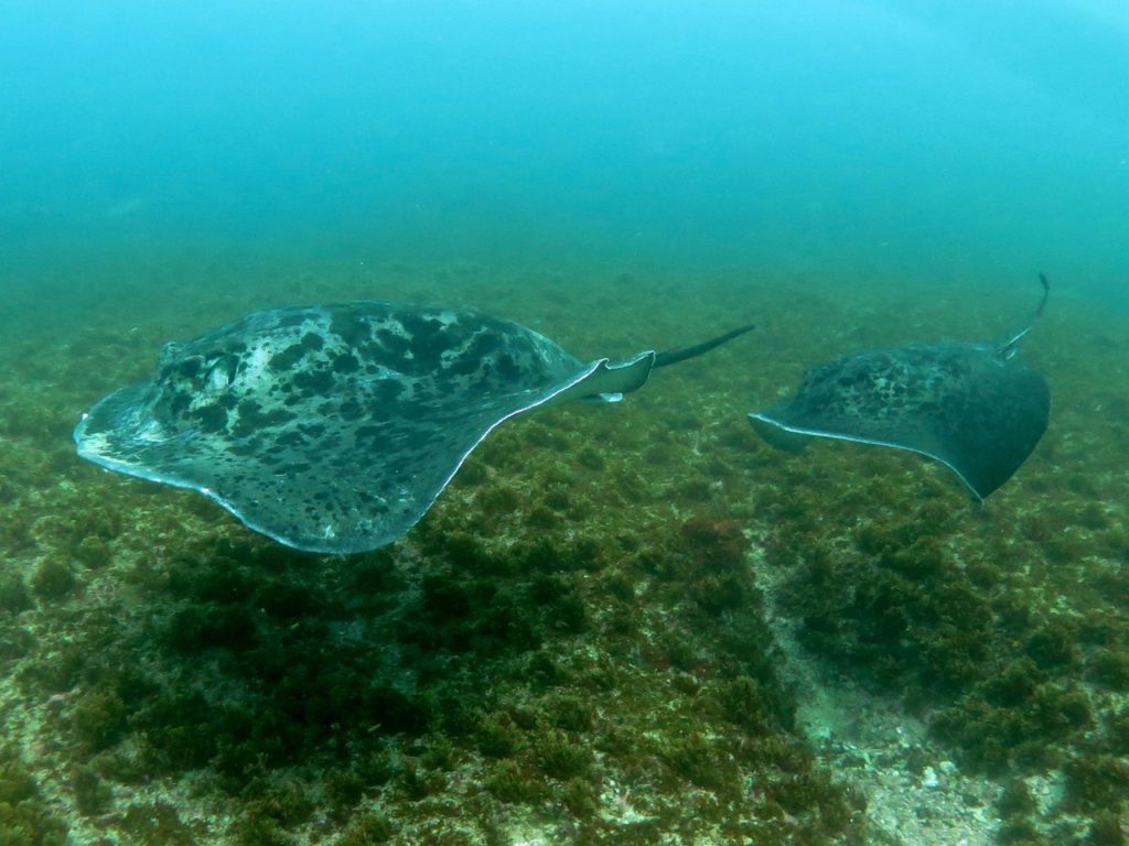 Round ribbon tail rays, Aliwal Shoal, South Africa