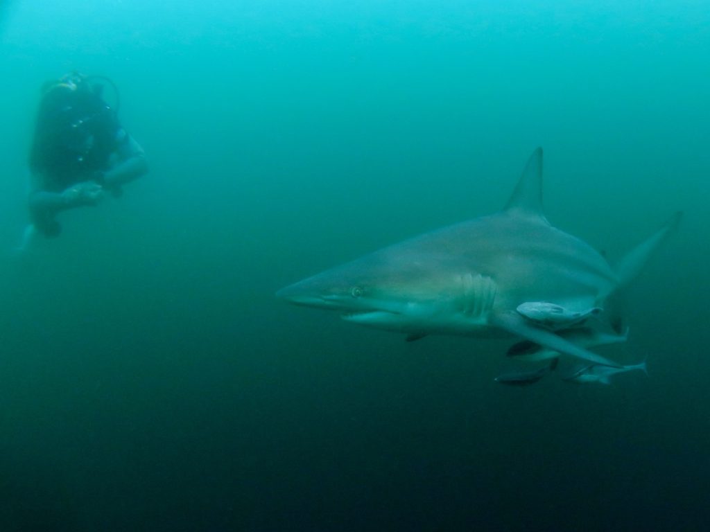 Black tip oceanic shark, Aliwal Shoal, South Africa