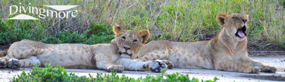 lions, Amboseli, Kenya