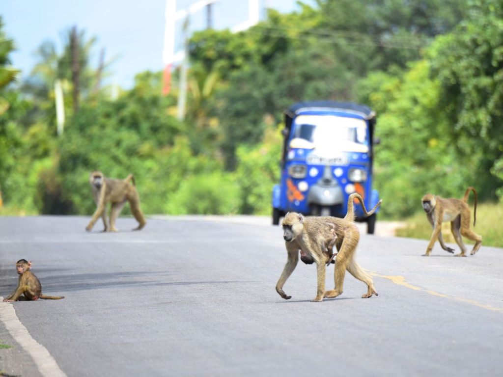 Baboons on the road, Diani beach, Kenya