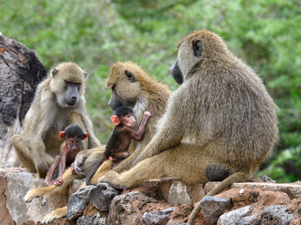 Baboons, Amboseli , Kenya