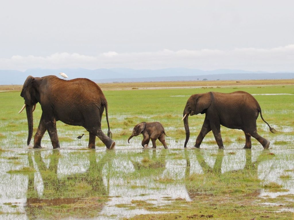 elephants, Amboseli, Kenya