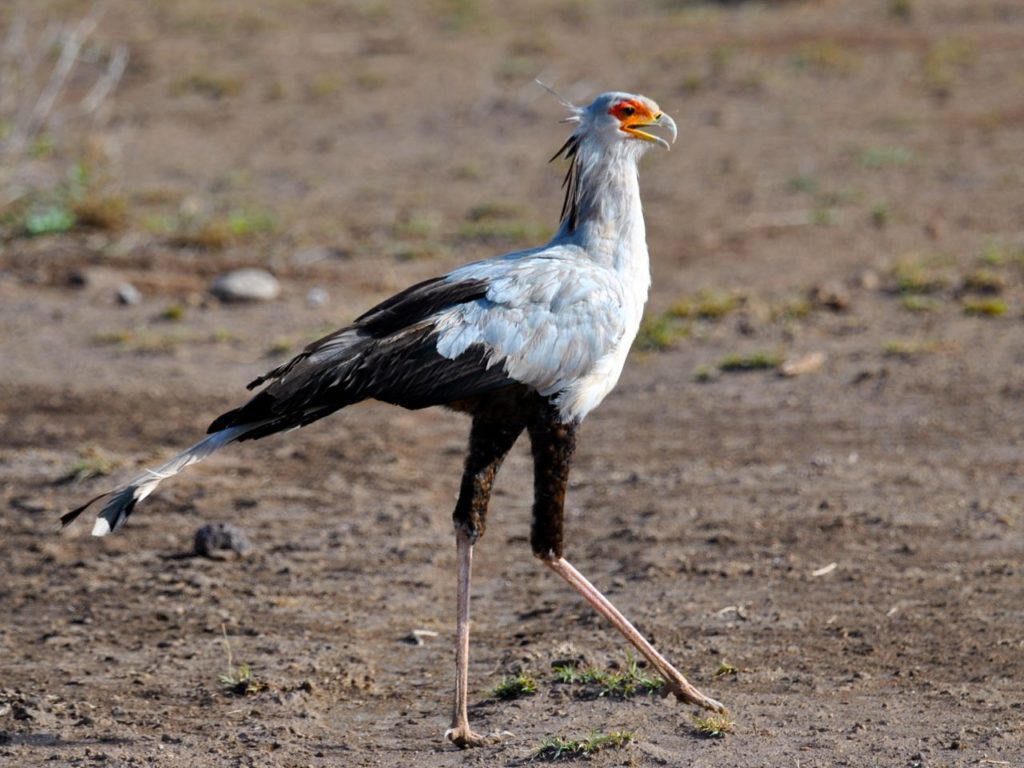 secretary bird, Amboseli, Kenya